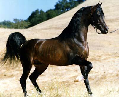 horse pictures. The Arab or Arabian horse